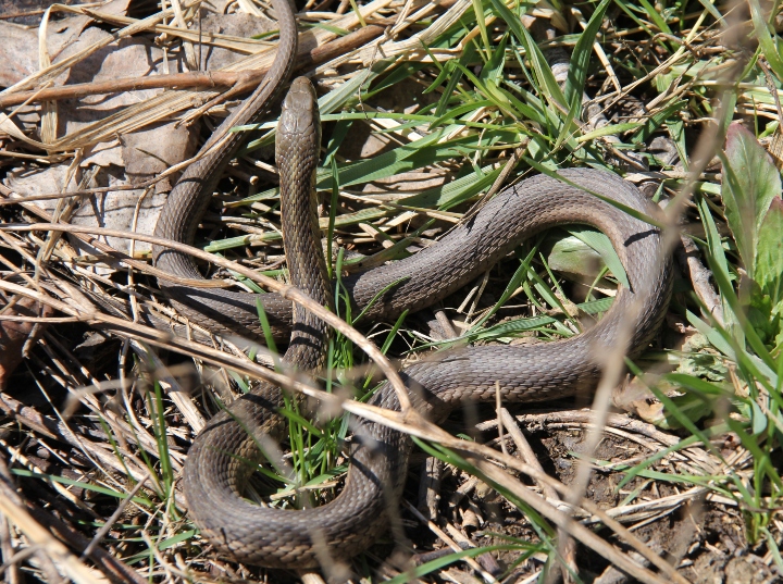 Eastern Garter Snake